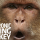 Illustration for article titled Monkeys Express Self-Doubt Through Computer Gaming